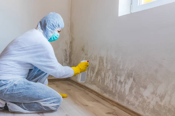 Licensed Mold Remediation service in Hempstead, TX - WQB Mold Removal